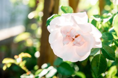 Yaz bahçesinde büyüyen güller.