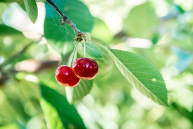 Yaz bahçesinde kiraz yetişiyor..