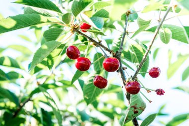 Yaz bahçesinde kiraz yetişiyor..