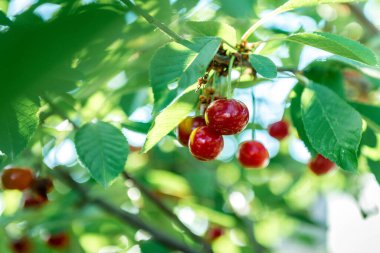 Yaz bahçesinde kiraz yetişiyor..