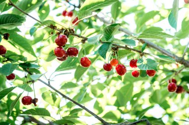 Yaz bahçesinde kiraz yetişiyor..