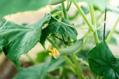 Yaz bahçesinde salatalık yetişiyor..