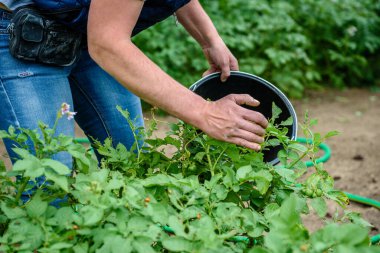 Siyah kovada Kolorado patates böceği topluyorum.. 