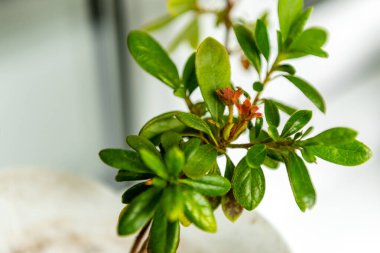 Azalea balkonda bitki yetiştiriyor..