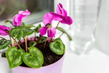 Balkonda çiçek açan siklamen çiçeği odası. Bir kova su ve çiçek..