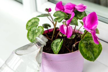 Balkonda çiçek açan siklamen çiçeği odası. Bir kova su ve çiçek..