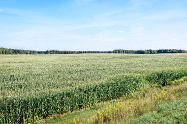 Güneşli ve mavi gökyüzünde yeşil mısır tarlası.