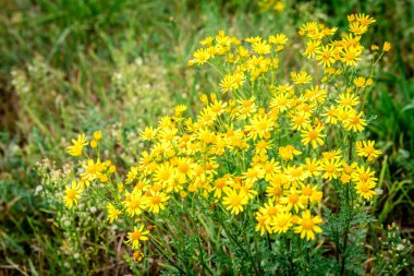 Tarlada yetişen sarı kır çiçekleri. 