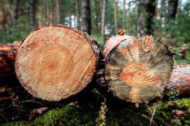 Ormanda testere kütükleri.