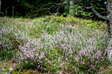 Ormanda yetişen mor yaz çiçekleri..