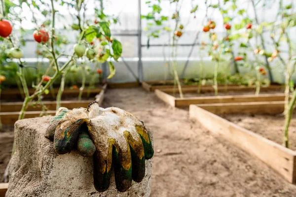 Gloves and twine in greenhouse with tomato. Tomato garter.