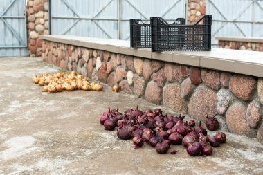 Plastik kutularda soğan topluyorum..