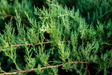 Arka planda Thuja ağaçları var..