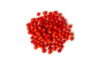 Rowan beyaz arkaplanda izole edildi.