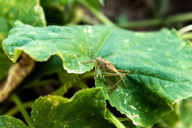 Otların arasındaki çayır çekirgesi.