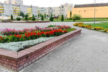 Bahçede yetişen kırmızı salvia çiçeği.