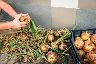 Soğan hasat etmek ve depoda kabuk soymak.