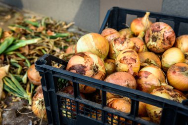 Soğan hasat etmek ve depoda kabuk soymak.