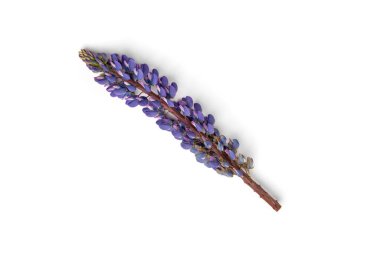 Beyaz arkaplanda izole edilmiş mor lupin çiçeği.