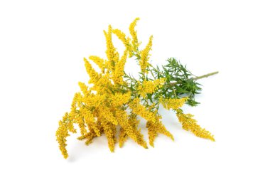 Beyaz arkaplanda izole edilmiş altın rengi çiçek.