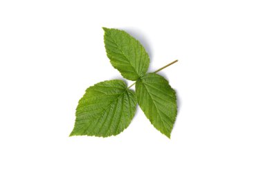 Ahududu beyaz arkaplanda izole edildi.