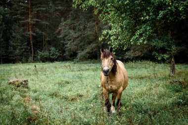 Chestnut horse standing in the field in spring. Animal portrait.