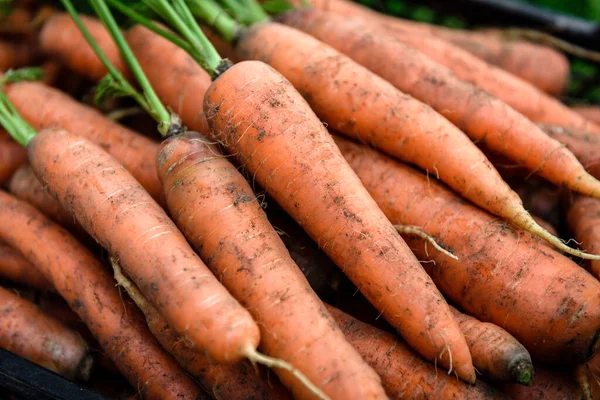 Harvesting carrots. Fresh carrot in black box.