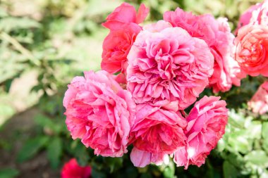 pembe gül bahçesinde büyüyen.