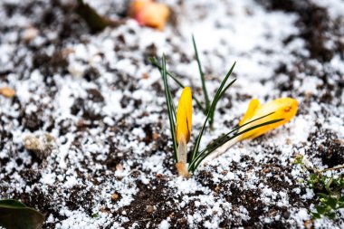 Bahçede büyüyen ilk timsahlar bir bahar günü karın altında..