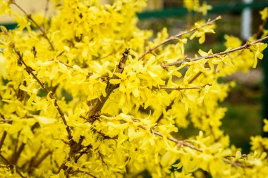 Bahar bahçesinde yetişen sarı çiçek çalısı.