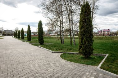 Şehir parkında Thuja ağaçları.