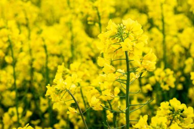 İlkbaharda açan kolza tohumu tarlası. Güneşli tecavüz tarlası.