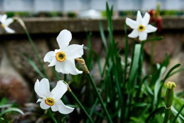 Bahar bahçesinde büyüyen beyaz nergisler.