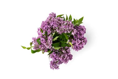 Beyaz arkaplanda yalıtılmış leylak dalı.