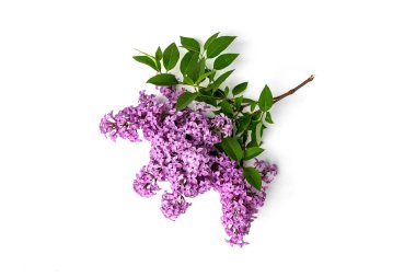 Beyaz arkaplanda yalıtılmış leylak dalı.