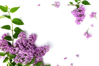 Beyaz arkaplanda yalıtılmış leylak dalı.