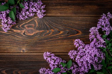 Koyu ahşap arka planda bahar leylak dalları.