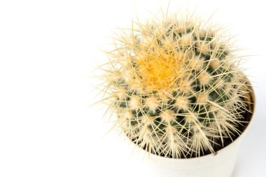 Beyaz arka planda izole edilmiş bir tencerede kaktüs..