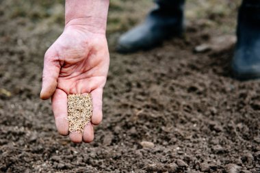 Toprağa çimen tohumu ekiyorum.. 
