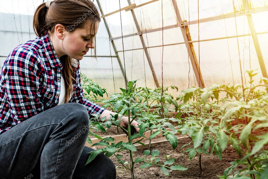 Woman pruning tomato plant in greenhouse.