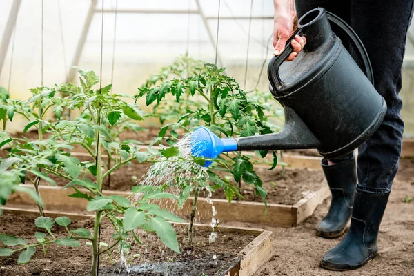 Gardener Watering Seedling Tomatoes Greenhouse — Stock Photo, Image