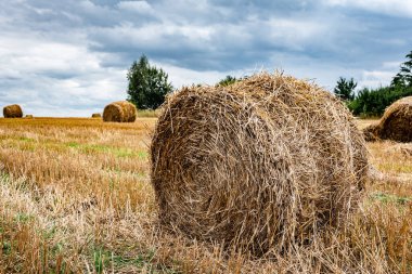 Yazın sonlarında bir tarlada toplanan saman yığınları.