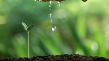 Yeşil çimenli güzel bir arka plan