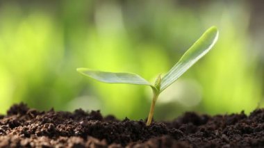 Yeşil çimenli güzel bir arka plan