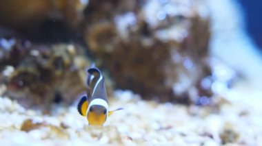 Akvaryumdaki güzel balıklar