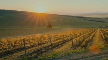 Şarap üretim teknolojisine yakın çekim