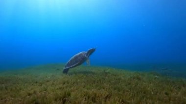 Su altındaki kaplumbağa, sualtı dünyası.