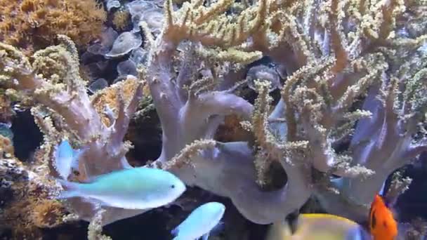 Красива Риба Акваріумі — стокове відео