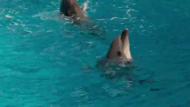 Dolphins Dolphinarium Entertainment — Stock Video