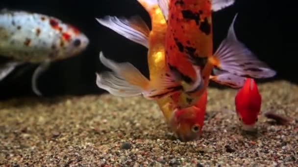 Akvaryumdaki Güzel Balıklar — Stok video